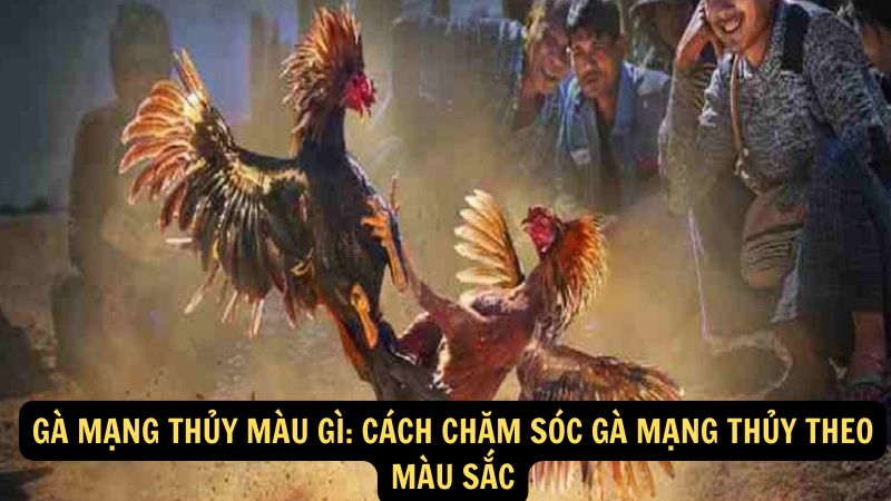 Gà Mạng Thủy Màu Gì: Cách chăm sóc gà mạng thủy theo màu sắc