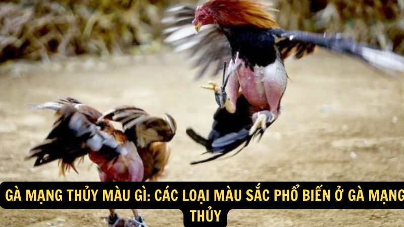 Gà Mạng Thủy Màu Gì: Các loại màu sắc phổ biến ở gà mạng thủy