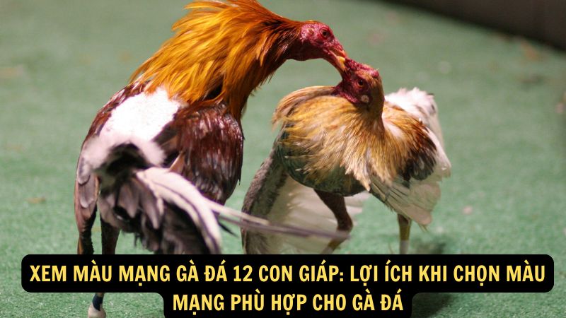 Xem Màu Mạng Gà Đá 12 Con Giáp: Lợi ích khi chọn màu mạng phù hợp cho gà đá