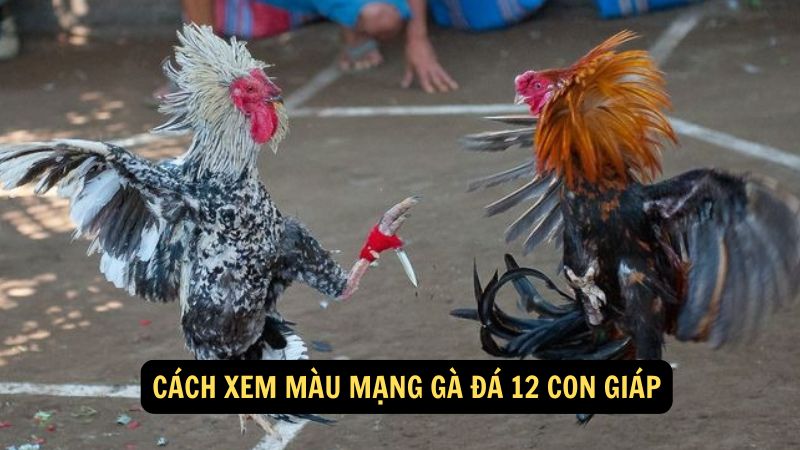 Cách Xem Màu Mạng Gà Đá 12 Con Giáp