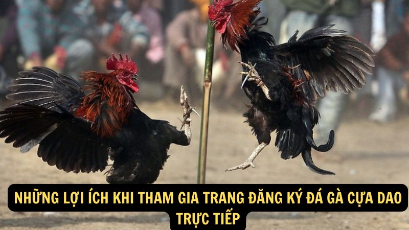 Những lợi ích khi tham gia Trang Đăng Ký Đá Gà Cựa Dao Trực Tiếp