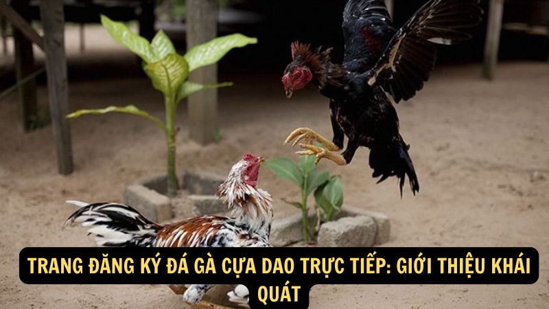 Trang Đăng Ký Đá Gà Cựa Dao Trực Tiếp: Giới thiệu khái quát