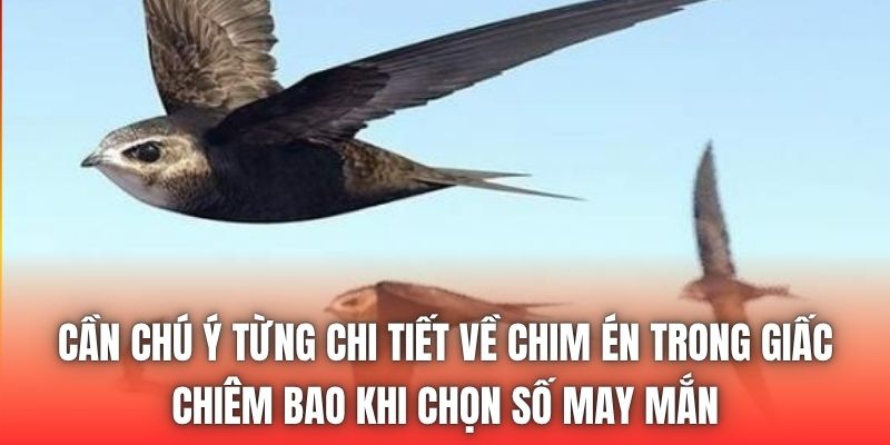 Cần chú ý từng chi tiết về chim én trong giấc chiêm bao khi chọn số may mắn